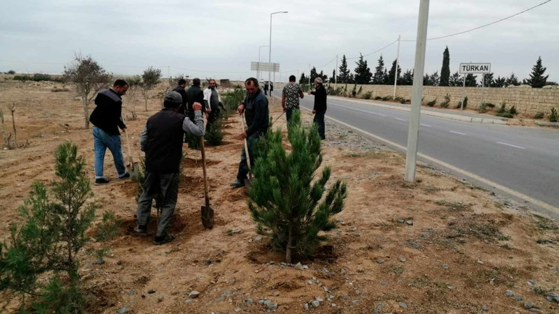 Türkan qəsəbəsində növbəti ağacəkmə aksiyası keçirilib