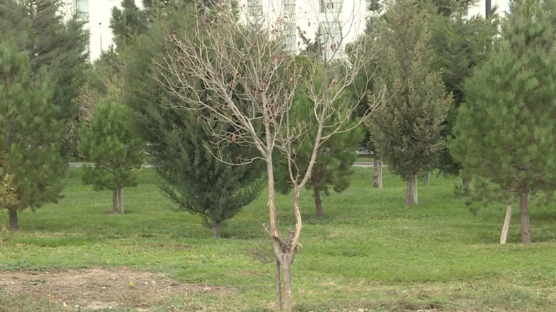 Binəqədi: S.S.Axundov küçəsində yerləşən parklarda ağaclar məhv edilir