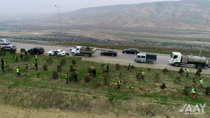 Bakı Dairəvi Avtomobil Yolunun ərazisində 2000 ədəd ağac əkilib