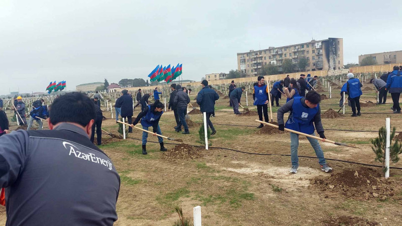 Müşfiqabad qəsəbəsində 4 hektar əraziyə ağaclar əkilib