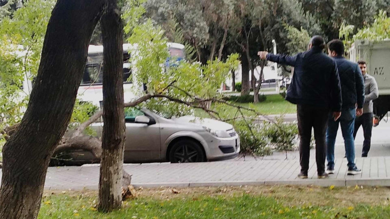 Atatürk prospektində avtomobilin üzərinə ağac aşıb