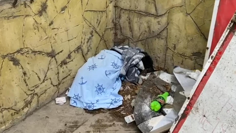 Bakıda naməlum şəxslər hamilə iti vəhşicəsinə döyərək gözlərini kor ediblər