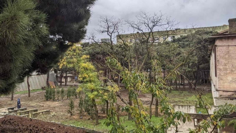 “Bina, yoxsa ağac?” - Bakıda ağacların məhvinə qarşı mitinq keçirilib