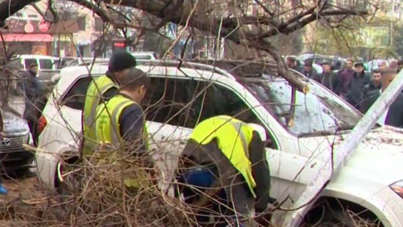 Bakıda bir gündə 9 ağac heç bir səbəb olmadan aşıb