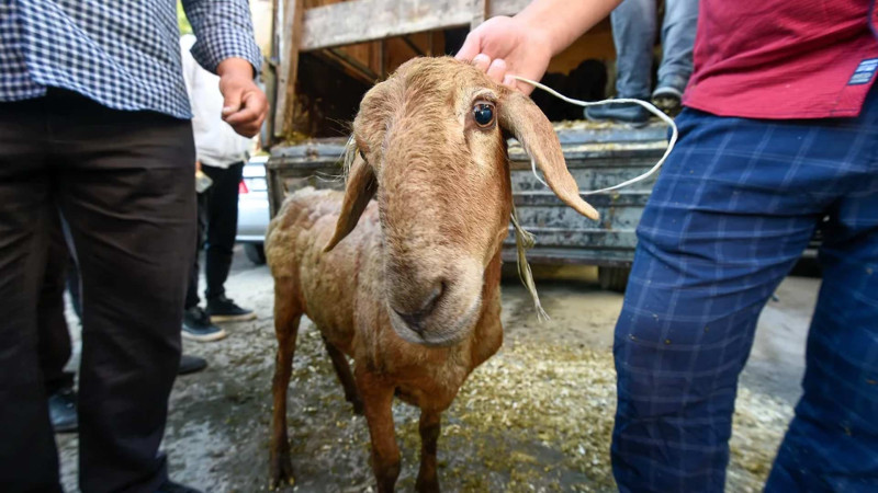 Bakının iki rayonunda heyvan kəsimi məntəqələri cərimələnib