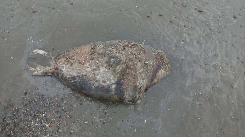 Suitilərin kütləvi ölüm halları davam edir