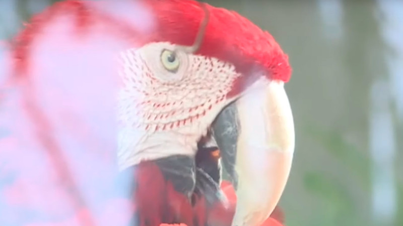 Bakı Zooparkı qış mövsümünə hazırlaşır