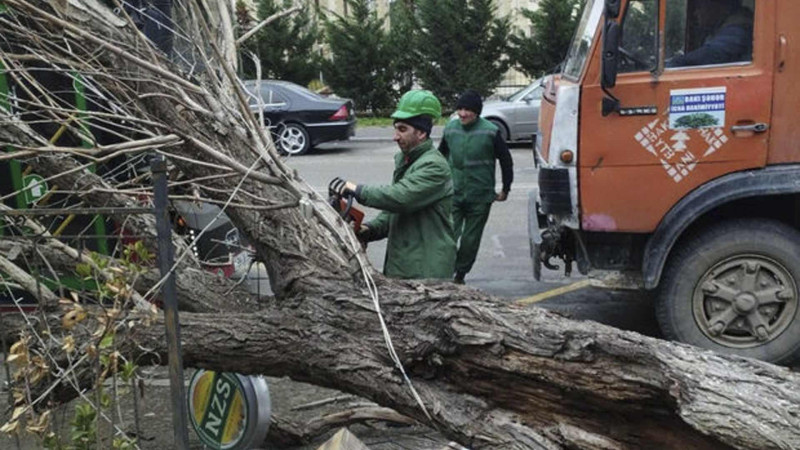 Bakıda güclü külək 15 ağacı aşırıb