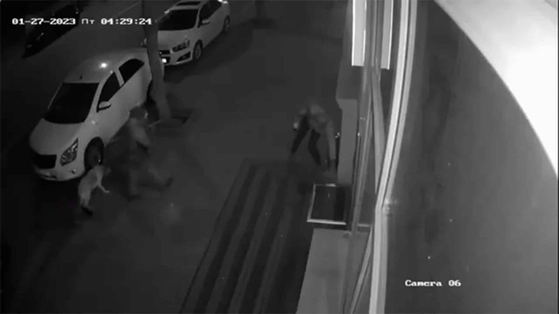 Bakıda küçə heyvanlarının yemlərini oğurlayan şəxs peyda olub - VİDEO