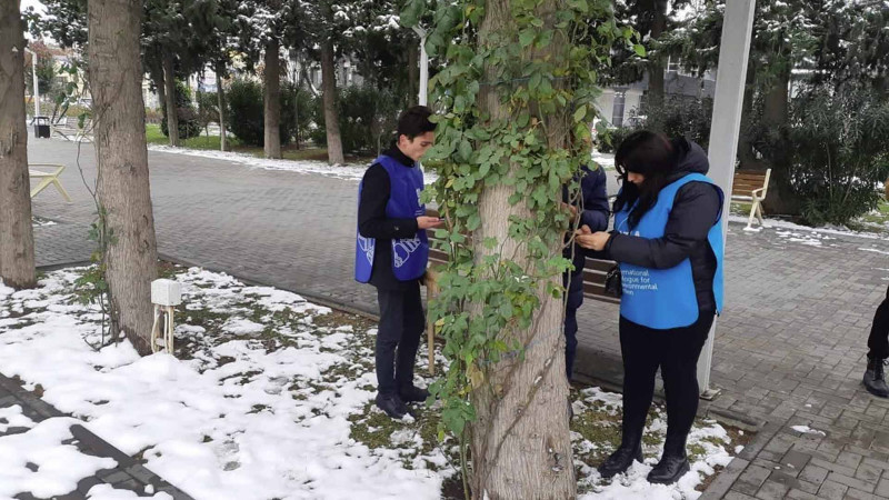 Bakıda ağacların qeydiyyatı və nömrələnməsi layihəsinin icrası davam edir