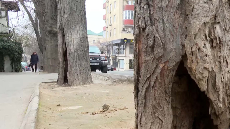 Yasamal rayonunda içindən çürümüş ağaclar piyadalara təhlükə saçır