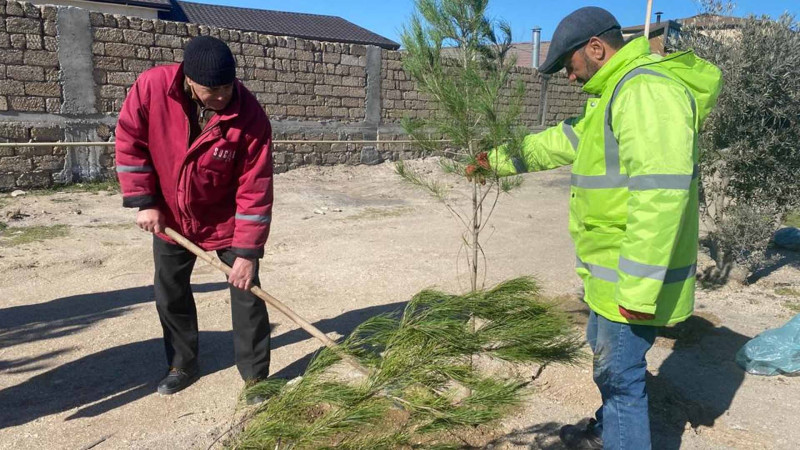Xəzər rayonunda 100 Eldar şamı əkilib