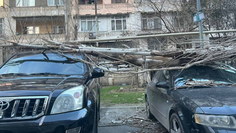 Bakıda güclü küləyin törətdiyi fəsadlar: ağac üç avtomobilə ziyan vurub