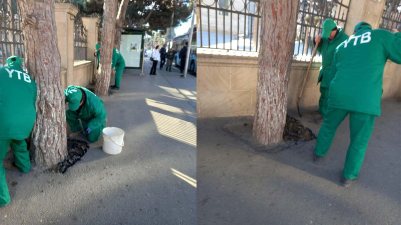 Bakıda ağacların gövdələri betondan təmizlənib