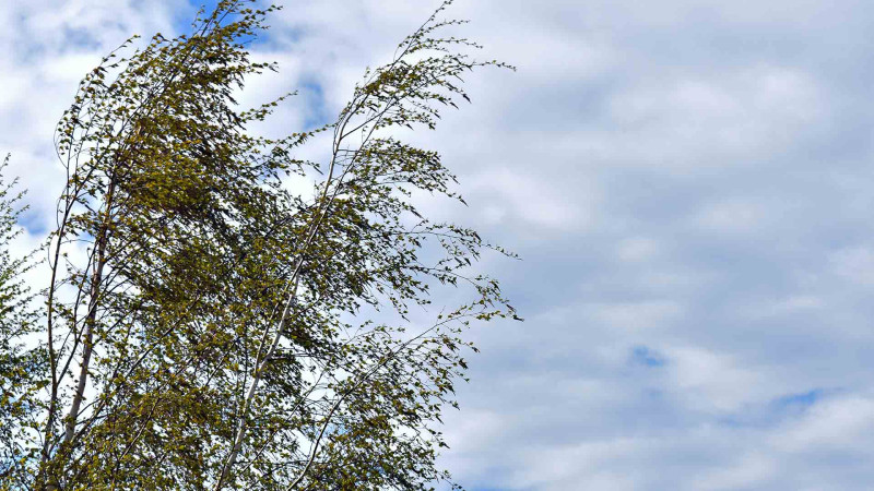 Bakıda güclü küləyin fəsadları aradan qaldırılıb