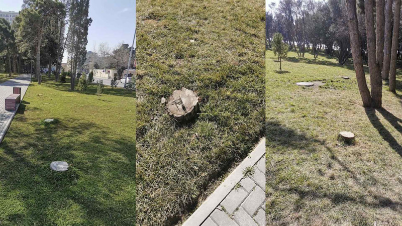 Gənclik parkında ağaclar niyə kəsilib?