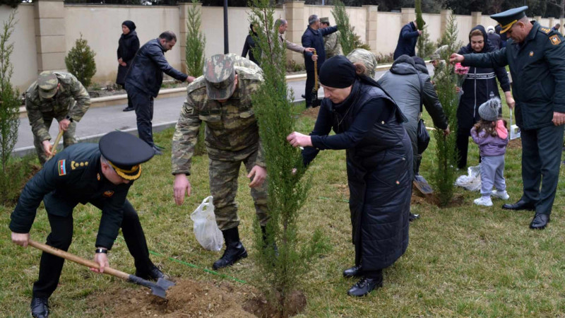 Şəhidlər xiyabanında yeni ağaclar əkilib