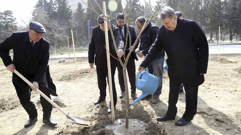 AMEA-da Nadir ağaclar parkı salınıb