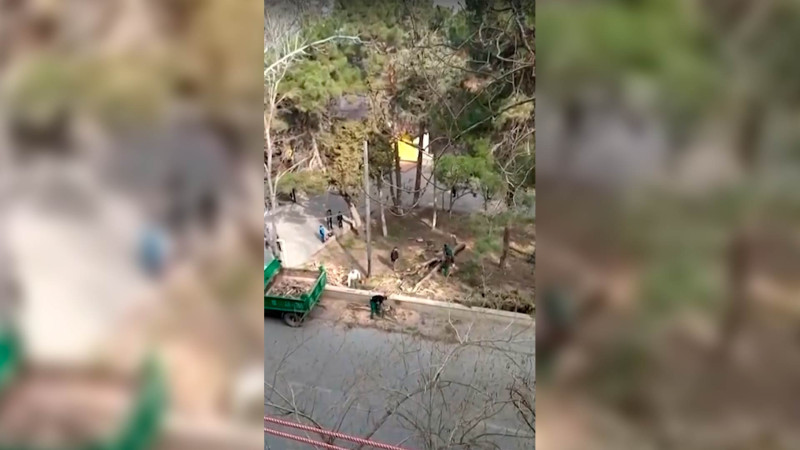 Ramiz Aboyev adına istirahət parkında 42 ağac kəsilib