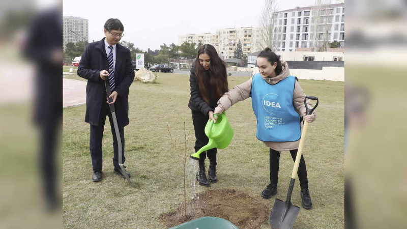 “Gənclik” parkında sakura ağaclarından ibarət bağ salınıb