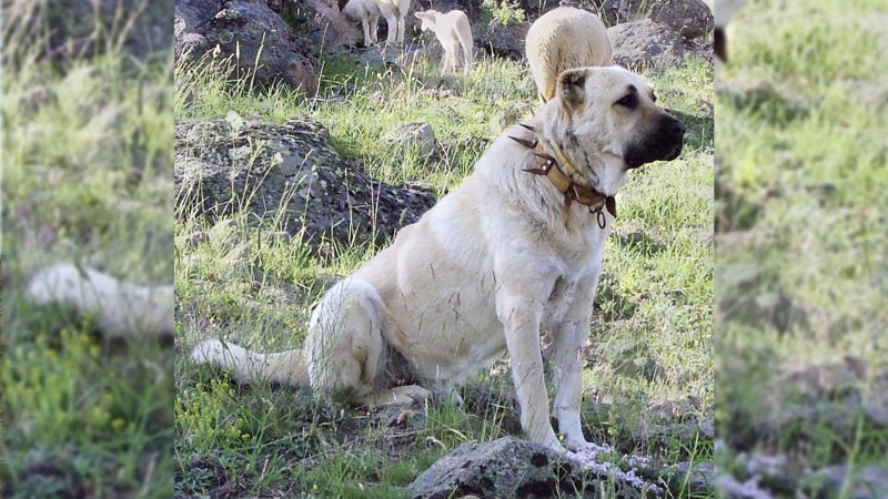 Bakıda nadir cinsli it oğurlanıb