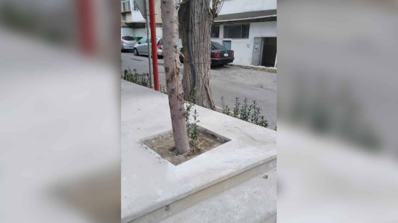Bakıda ağacların betonlanan dibləri təmizlənib