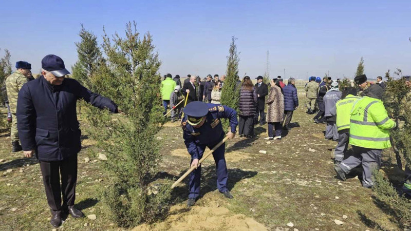 Suraxanı rayonunda ağacəkmə aksiyası baş tutub