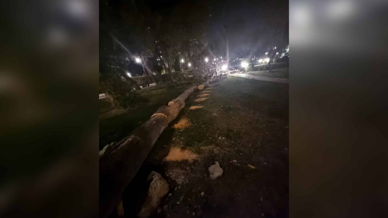 Zabitlər parkında çiçəklənən ağac kəsilib