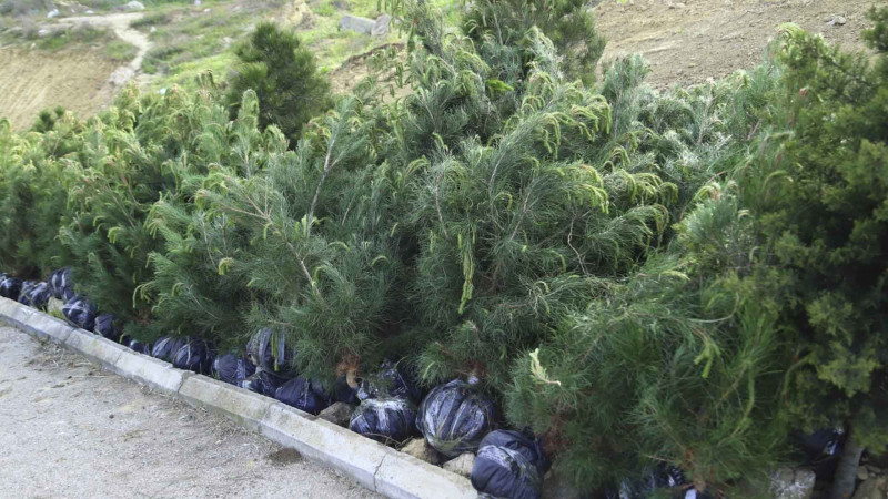 Xətai rayonunda 1000-dən çox ağac əkilib