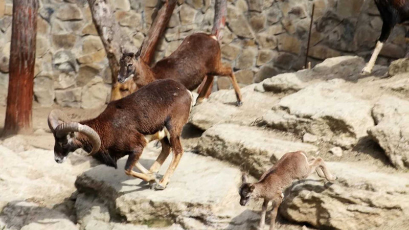 Bakı Zooloji Parkında daha bir bala dünyaya gəlib