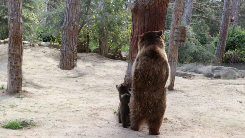 Bakı zooparkında artım: ayı balaları doğulub