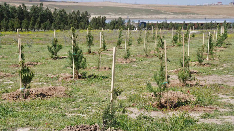 Bakıda ağacəkmə aksiyaları davam edir