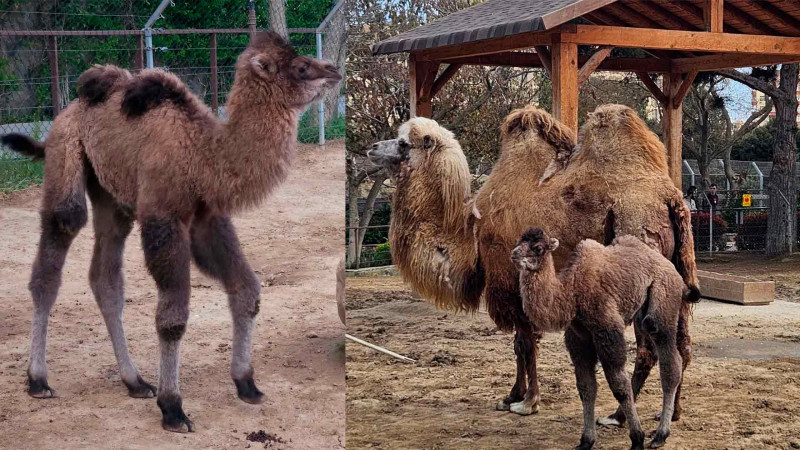 Zooloji parkda 2 hürgüclü dəvə dünyaya gəlib