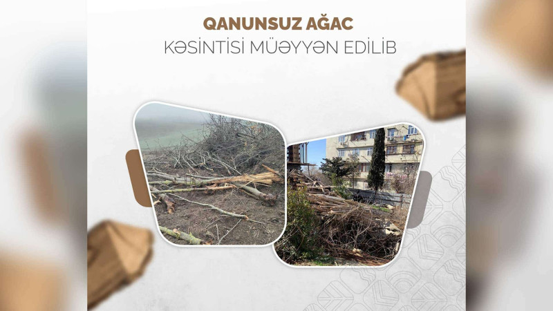 Bakıda iki rayon ərazisində ağaclar kəsilib