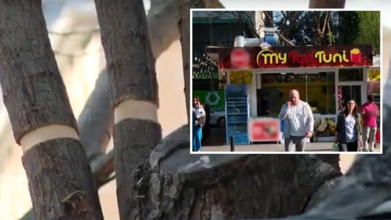 Ağacın yerləşdiyi ərazidə restoran tikilir