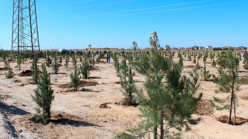 Bakıda növbəti ağacəkmə aksiyası keçirilib