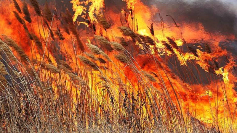 Zığ şosesində qamışlıq ərazidəki yanğın söndürülüb - YENİLƏNİB