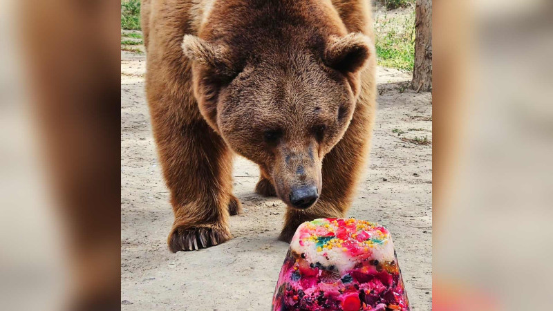Bakı zooparkında ayının doğum günü qeyd olunub