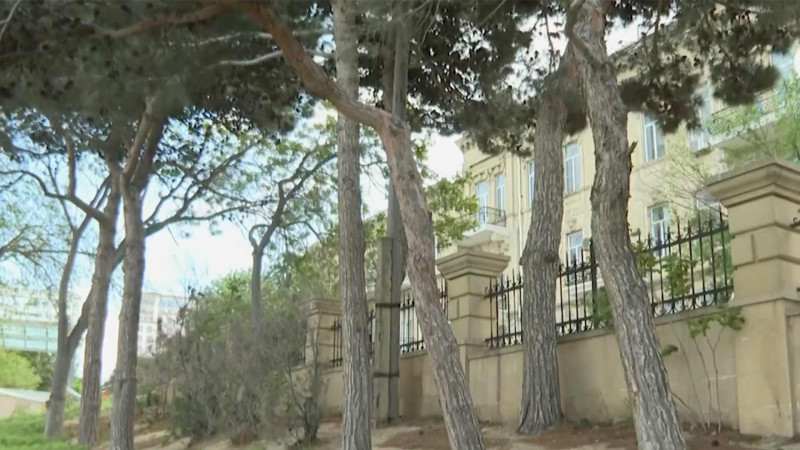 Bakıda təhlükəli ağaclar kəsilmir