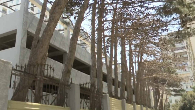 Xətai rayonunda sakinlər qurumuş ağaclardan narahatdırlar