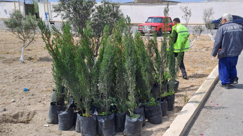 Türkan qəsəbəsində ağacəkmə aksiya keçirilib