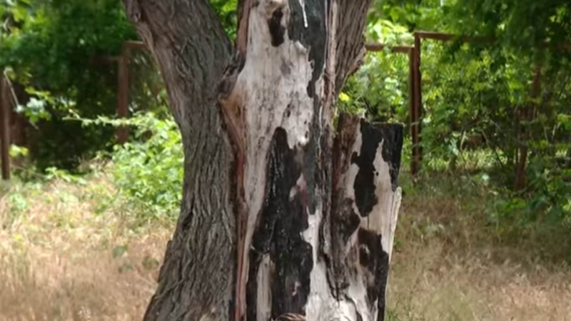 Qaraçuxurdakı parkda irigövdəli ağaclar məhv olunur - VİDEO