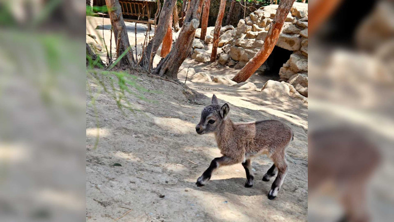Bakı zooparkında Dağıstan turunun balası dünyaya gəlib