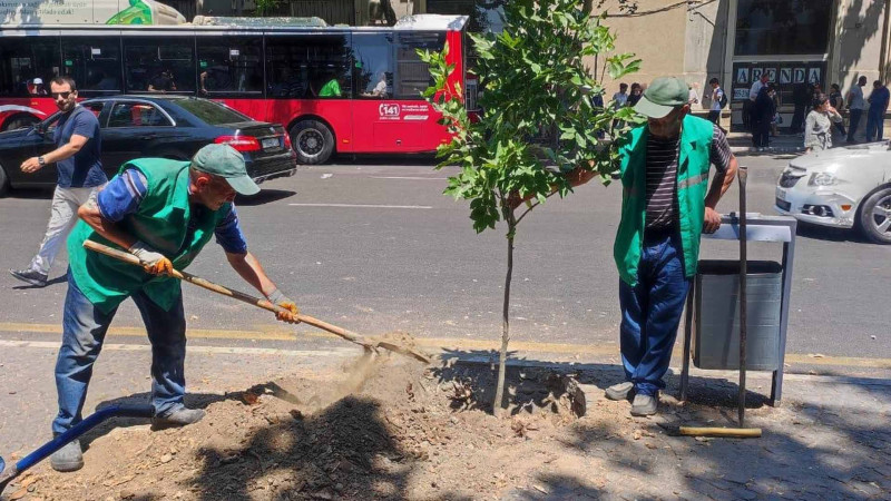 Bakıda təhlükə saçan ağacın əvəzinə yenisi əkilib