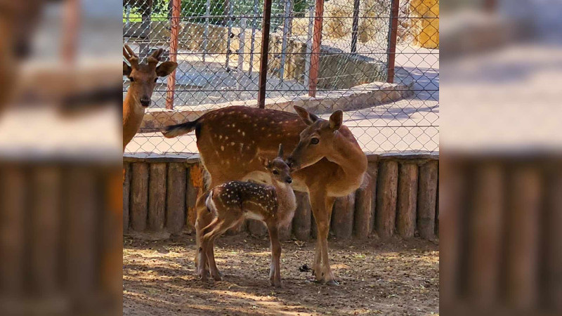 Bakı zooparkında daha bir bala dünyaya gəlib