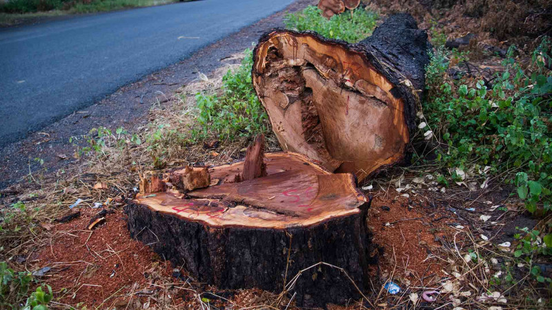 Paytaxt ərazisində ağackəsmə faktları aşkar edilib