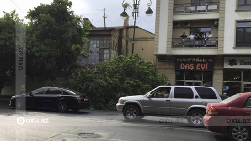 “Yaşıl Bazar”ın yanında ağac aşaraq piyadaların yolunu bağlayıb