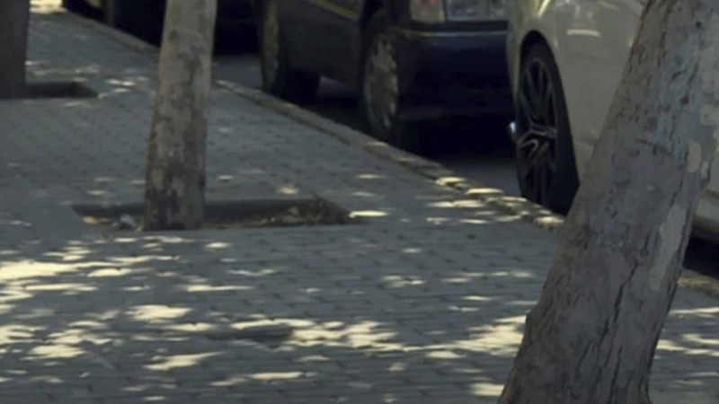 Nərimanov rayonunda ağacların dibinə mazut töküb qurudurlar