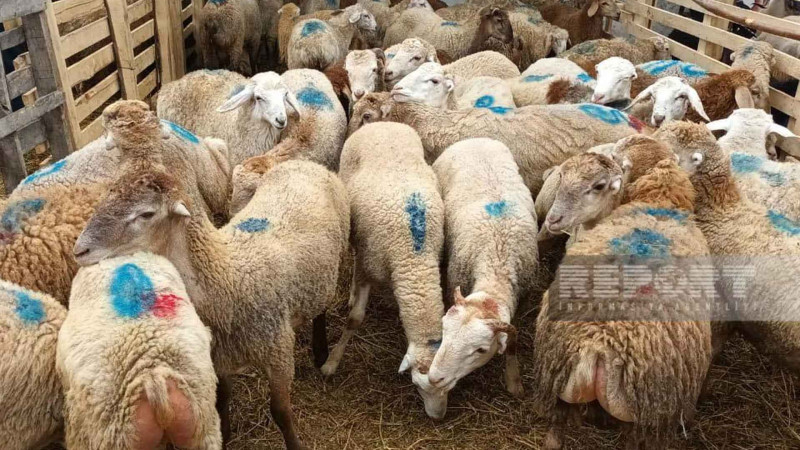 Bakı sakinləri qurban kəsirlər