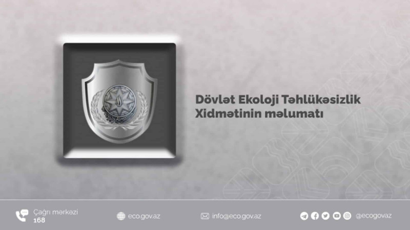 Tikinti şirkəti Moskva prospektində ağac kəsib